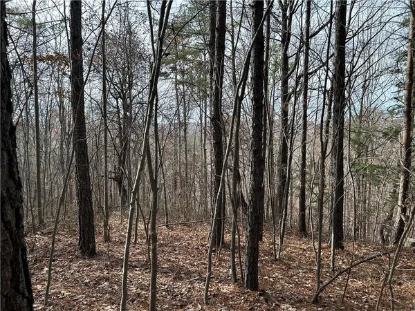 a view of a forest