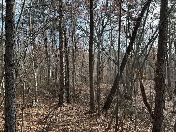 a view of a forest