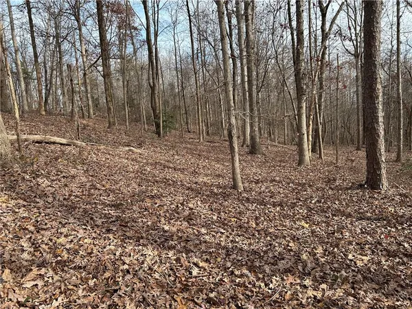 a view of a backyard with trees