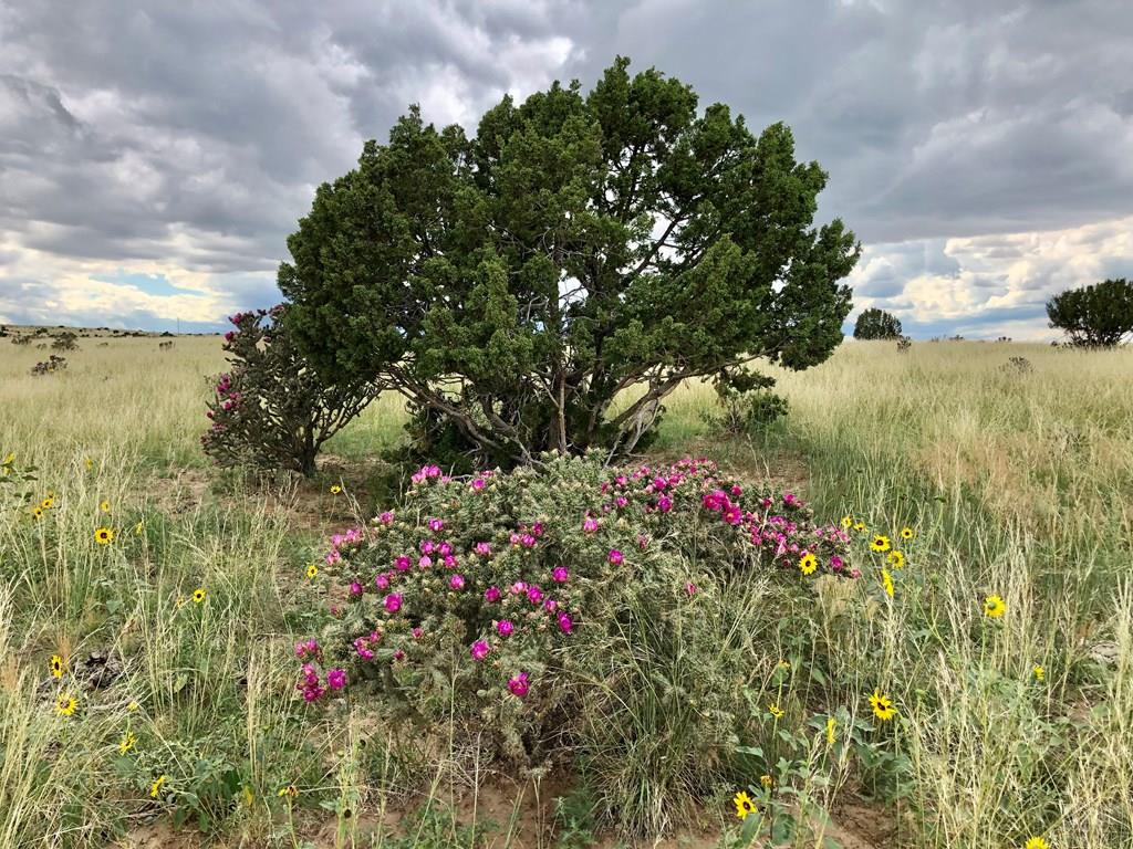 Tbd Ridge Road Walsenburg, CO 81089 - Photo 14 of 20