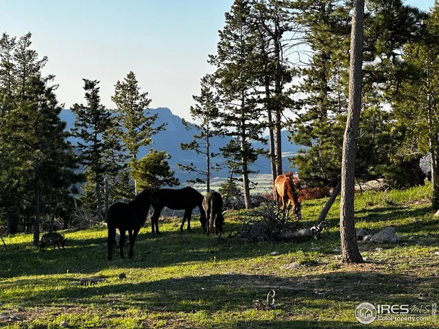 a view of an outdoor space and a yard