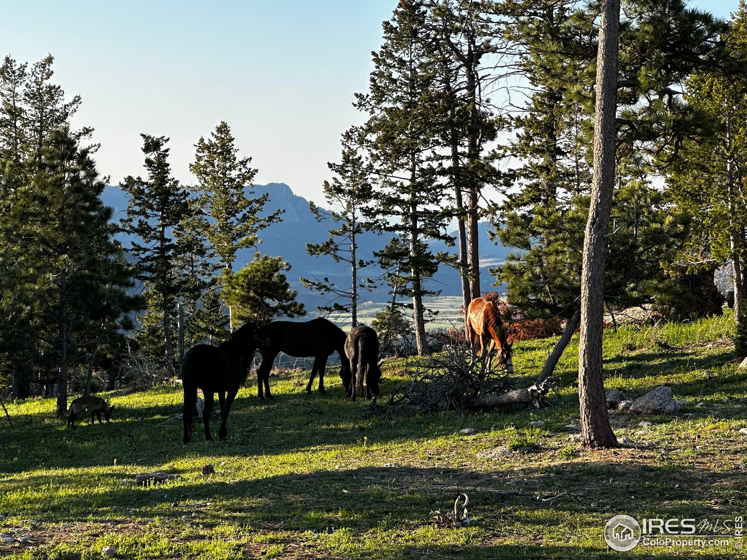 3235 Davis Ranch Road Bellvue, CO 80512 - Photo 14 of 38 a view of a yard with a fountain