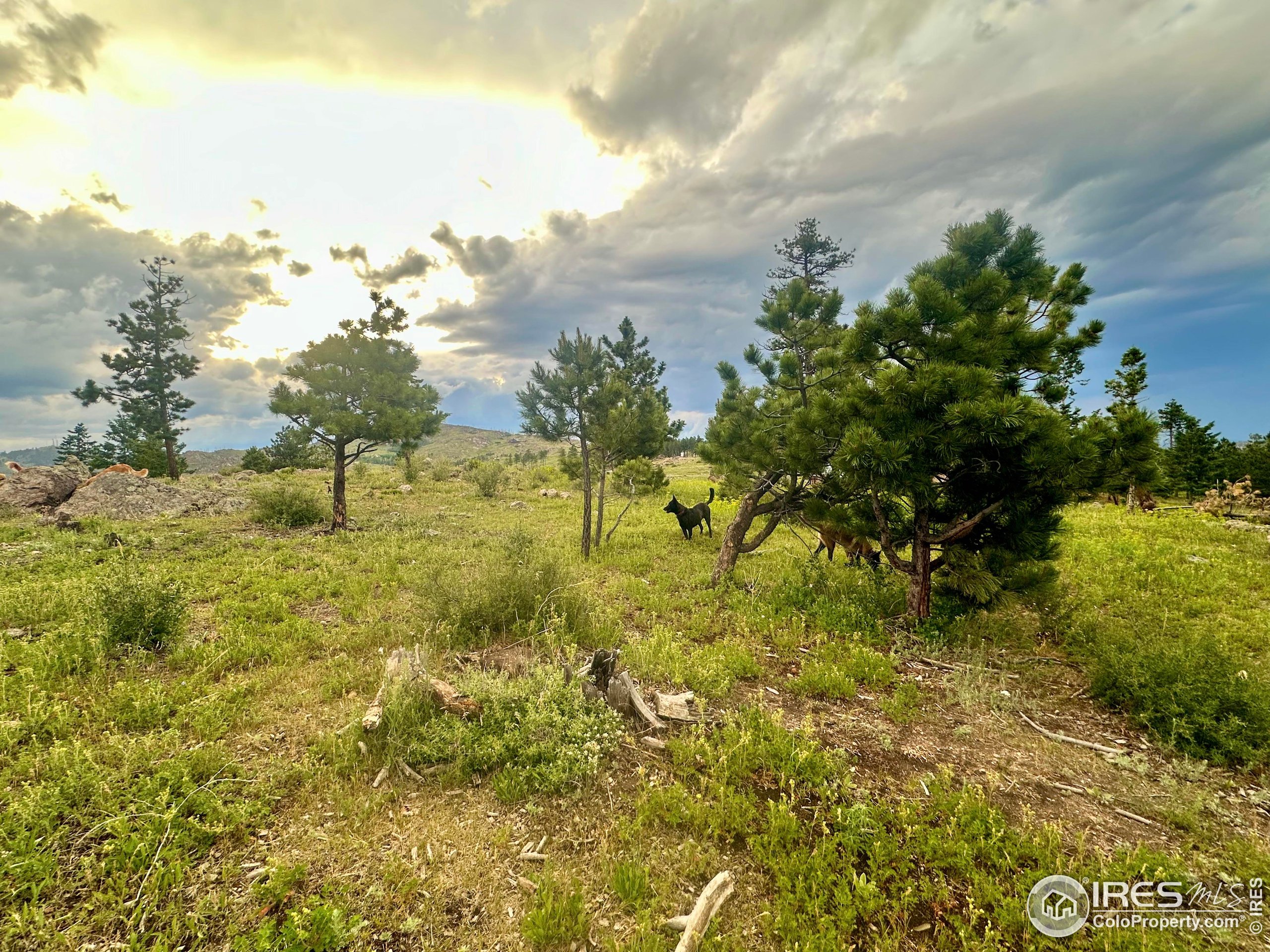 3235 Davis Ranch Road Bellvue, CO 80512 - Photo 15 of 38 a view of an outdoor space and a yard