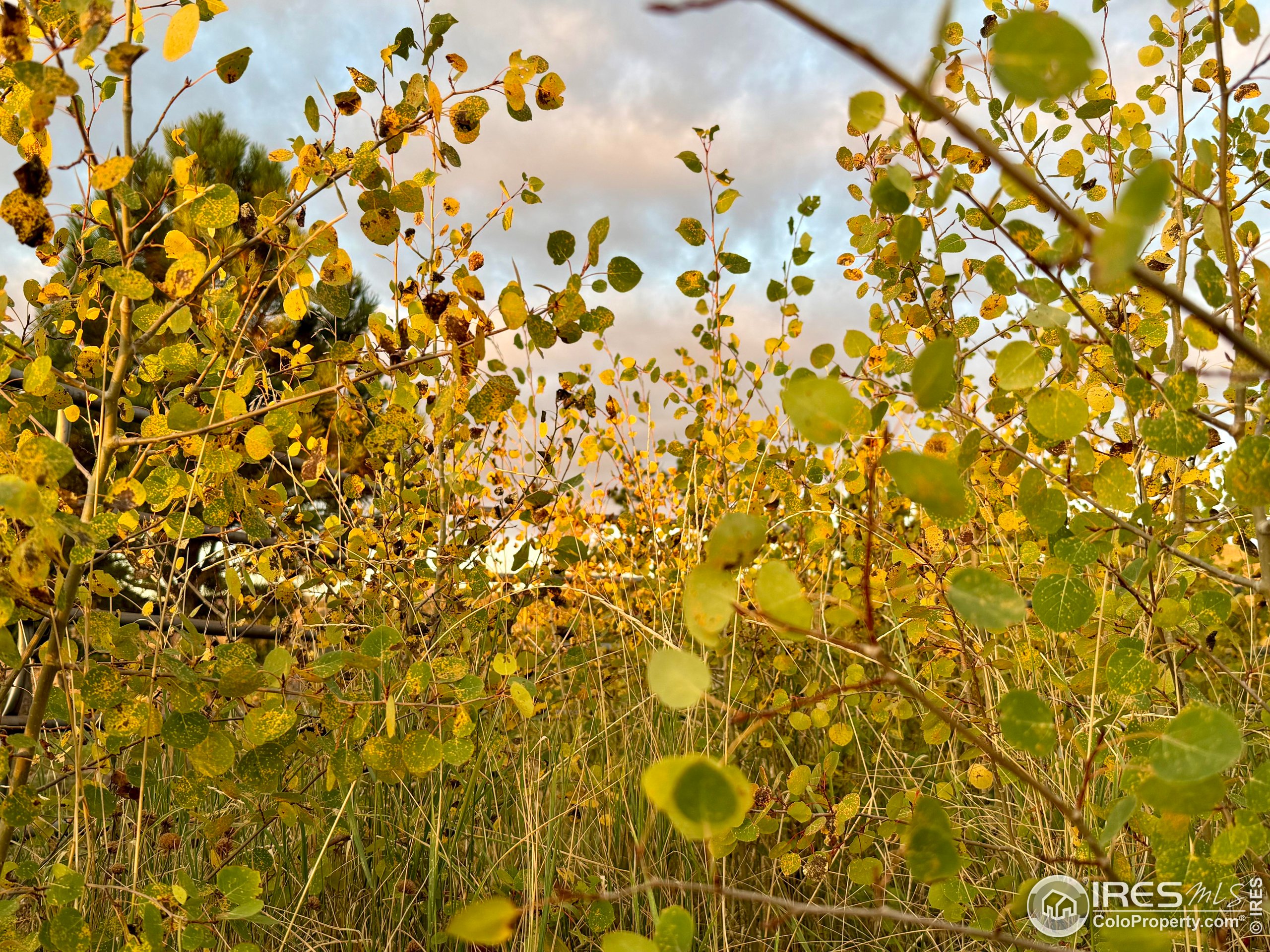 3235 Davis Ranch Road Bellvue, CO 80512 - Photo 35 of 38 a bathroom with a shower curtain