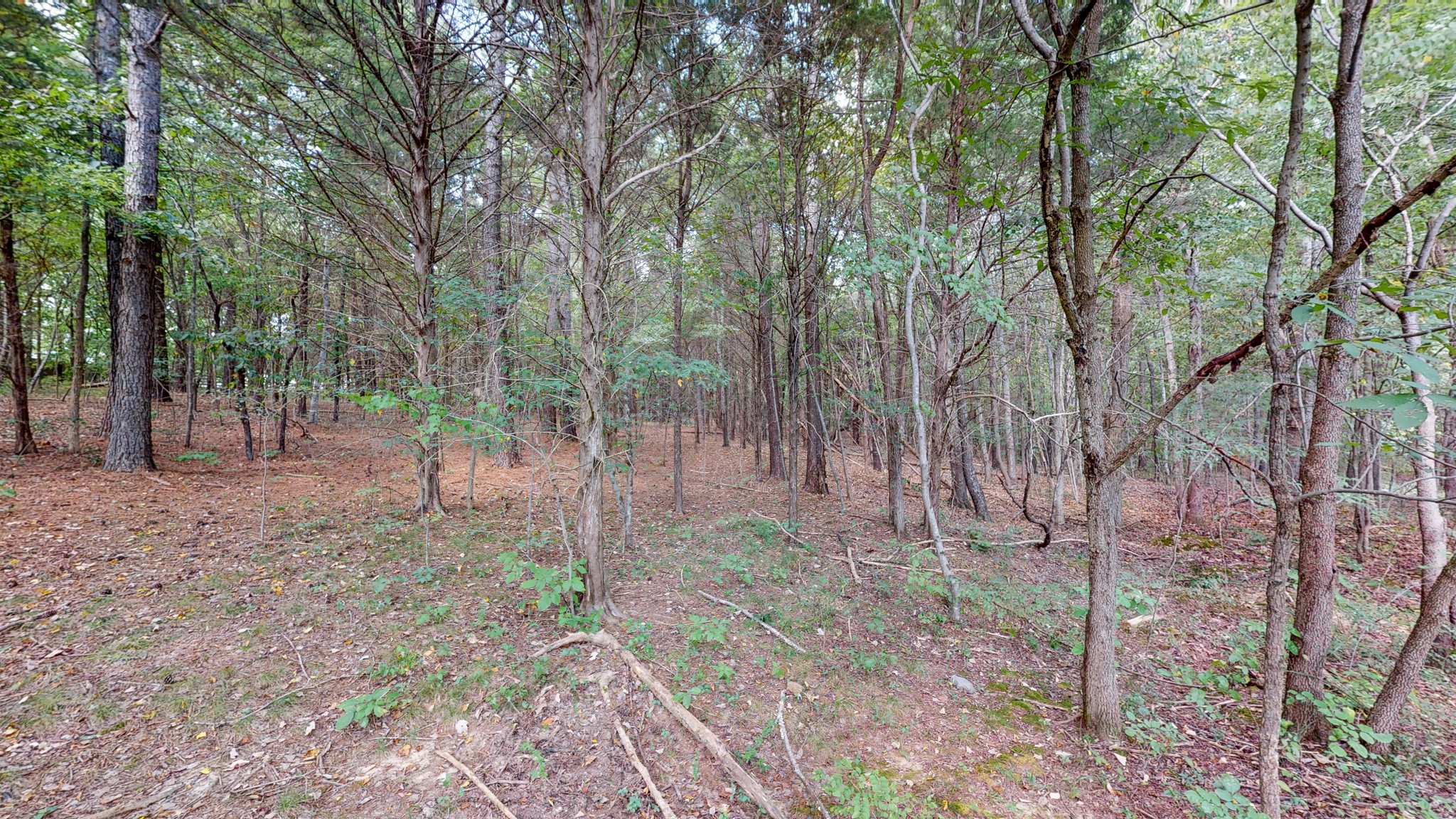 7270 Old Franklin Road Fairview, TN 37062 - Photo 45 of 46 a view of a forest filled with trees