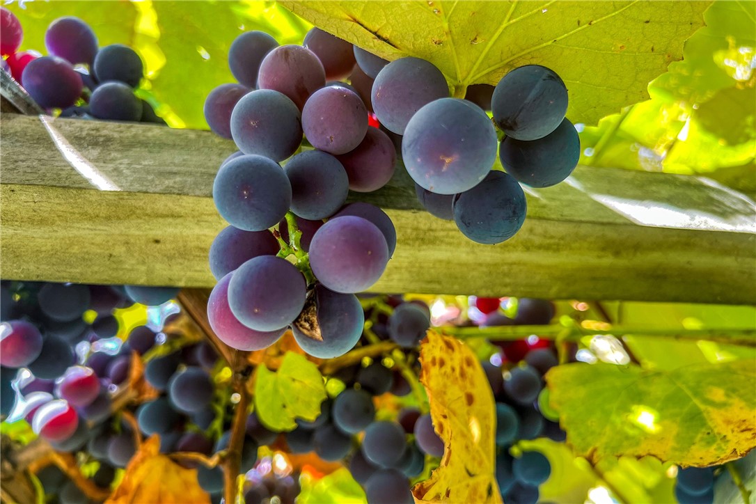 936 Potter Mountain Road Conesville, NY 12076 - Photo 43 of 50