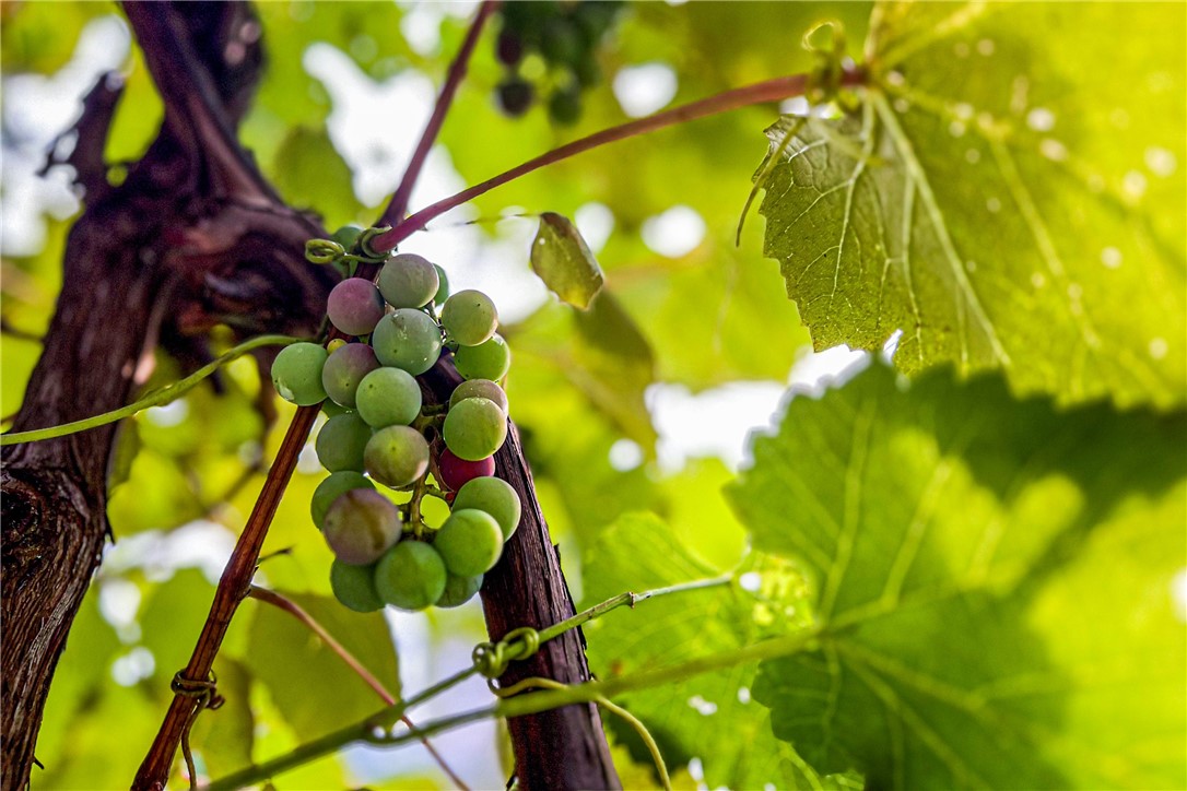 936 Potter Mountain Road Conesville, NY 12076 - Photo 44 of 50