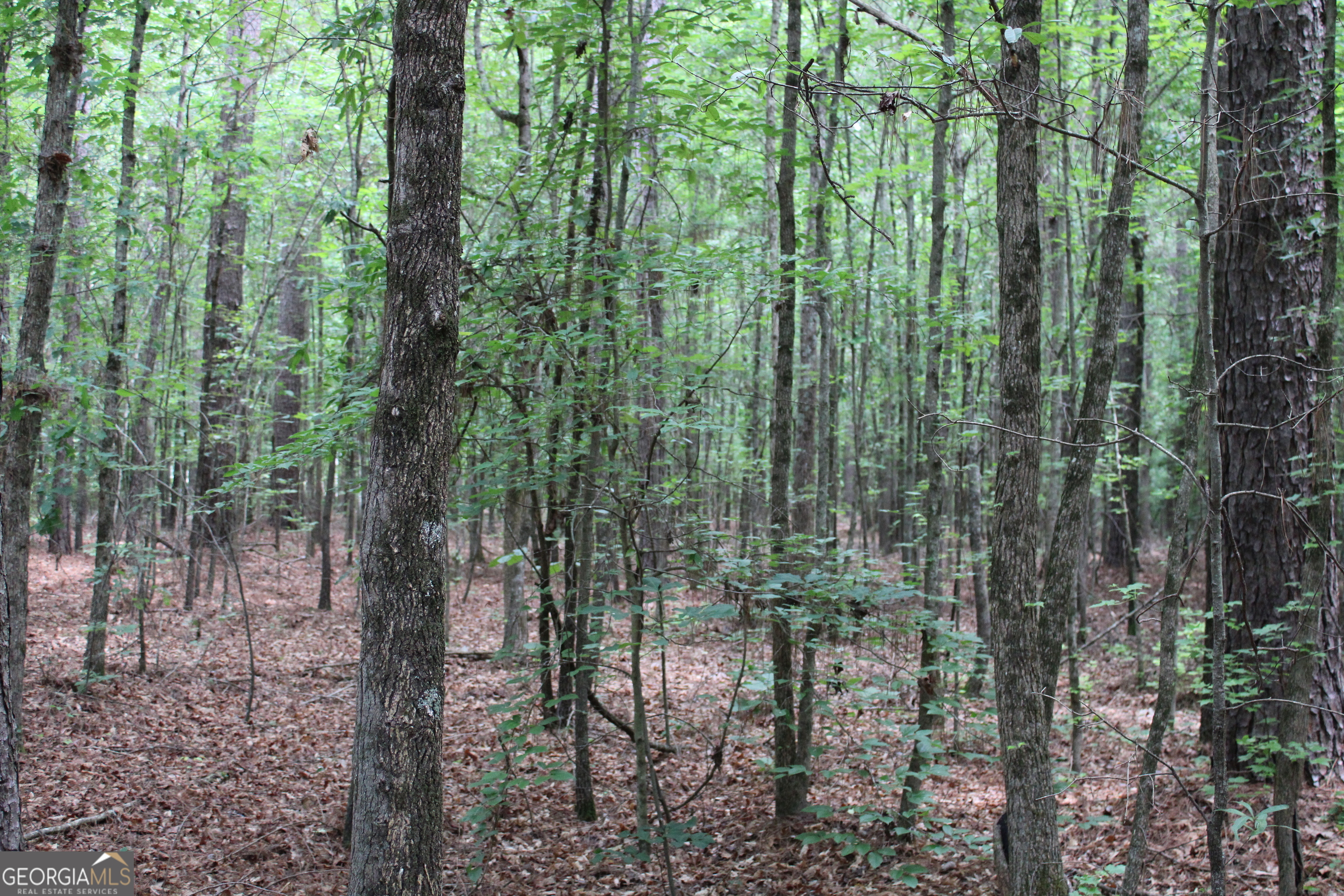 2 Garnett Ward Road Hull, GA 30646 - Photo 21 of 24 a view of forest