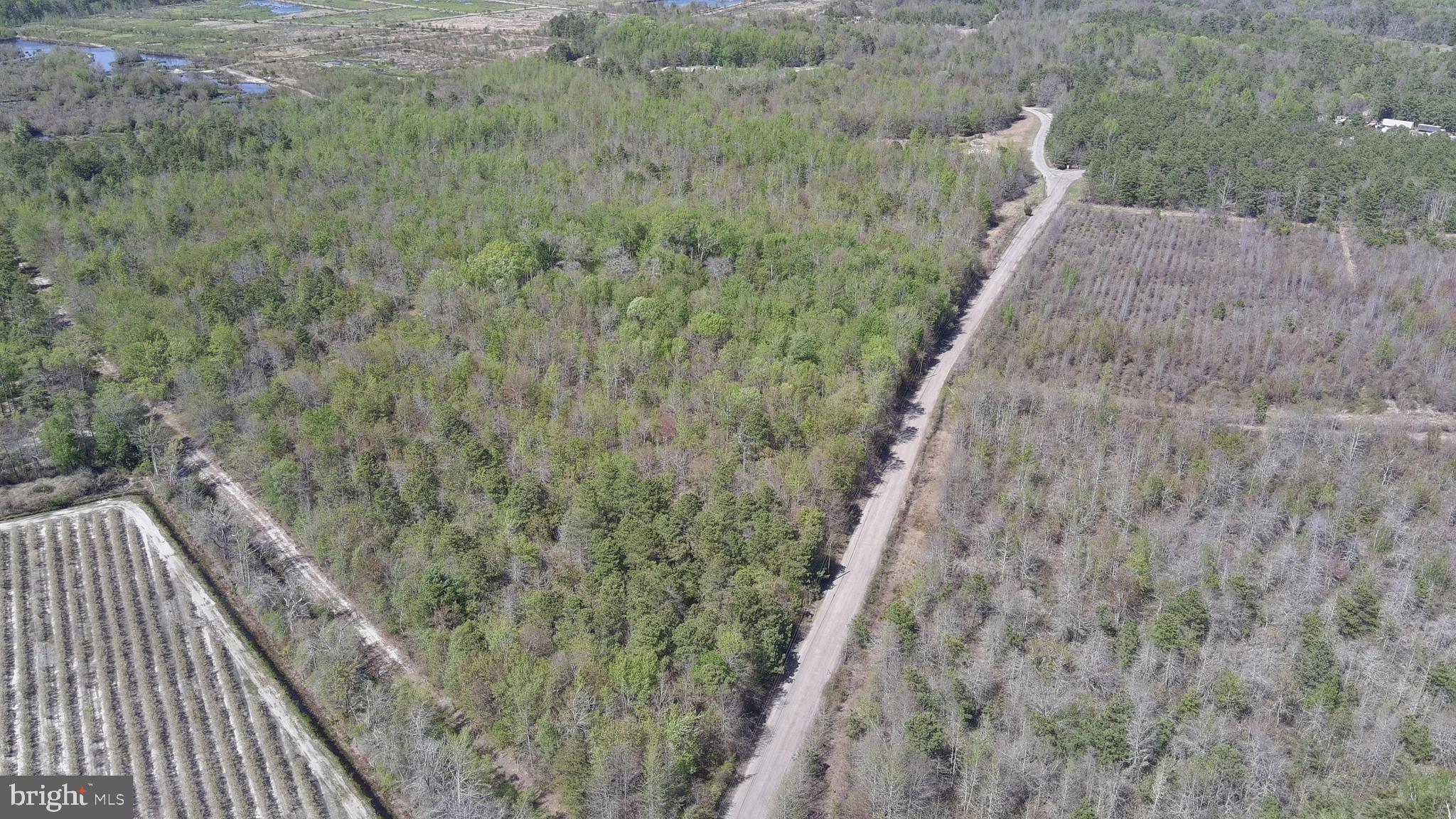 EASEMENT - OLD BLUEBERRY BUSHES TO THE RIGHT
