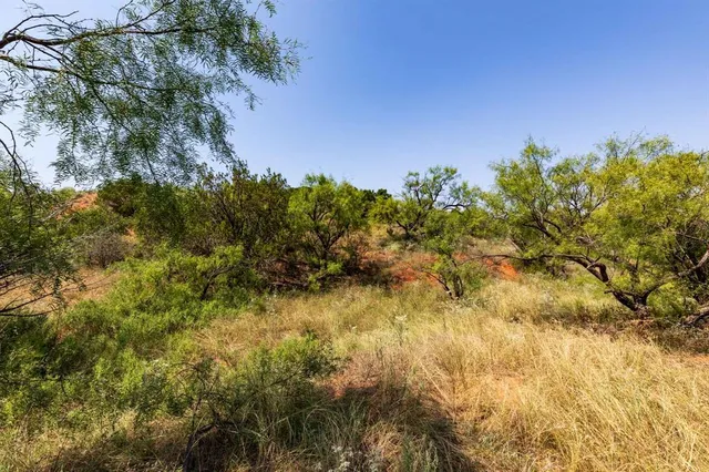a view of a tree with a yard