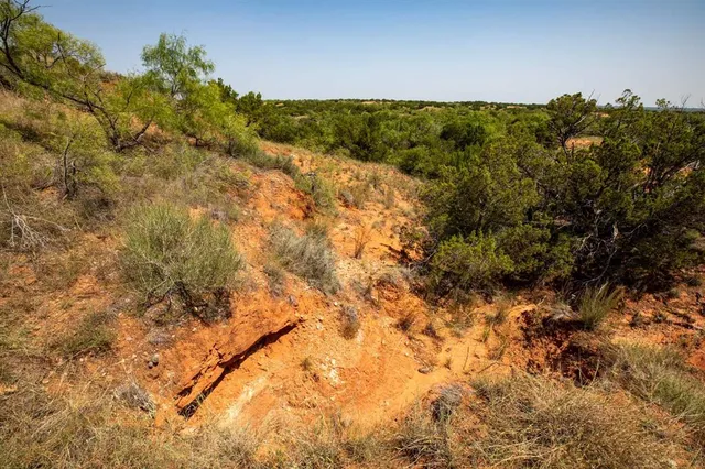 a view of a forest with a tree