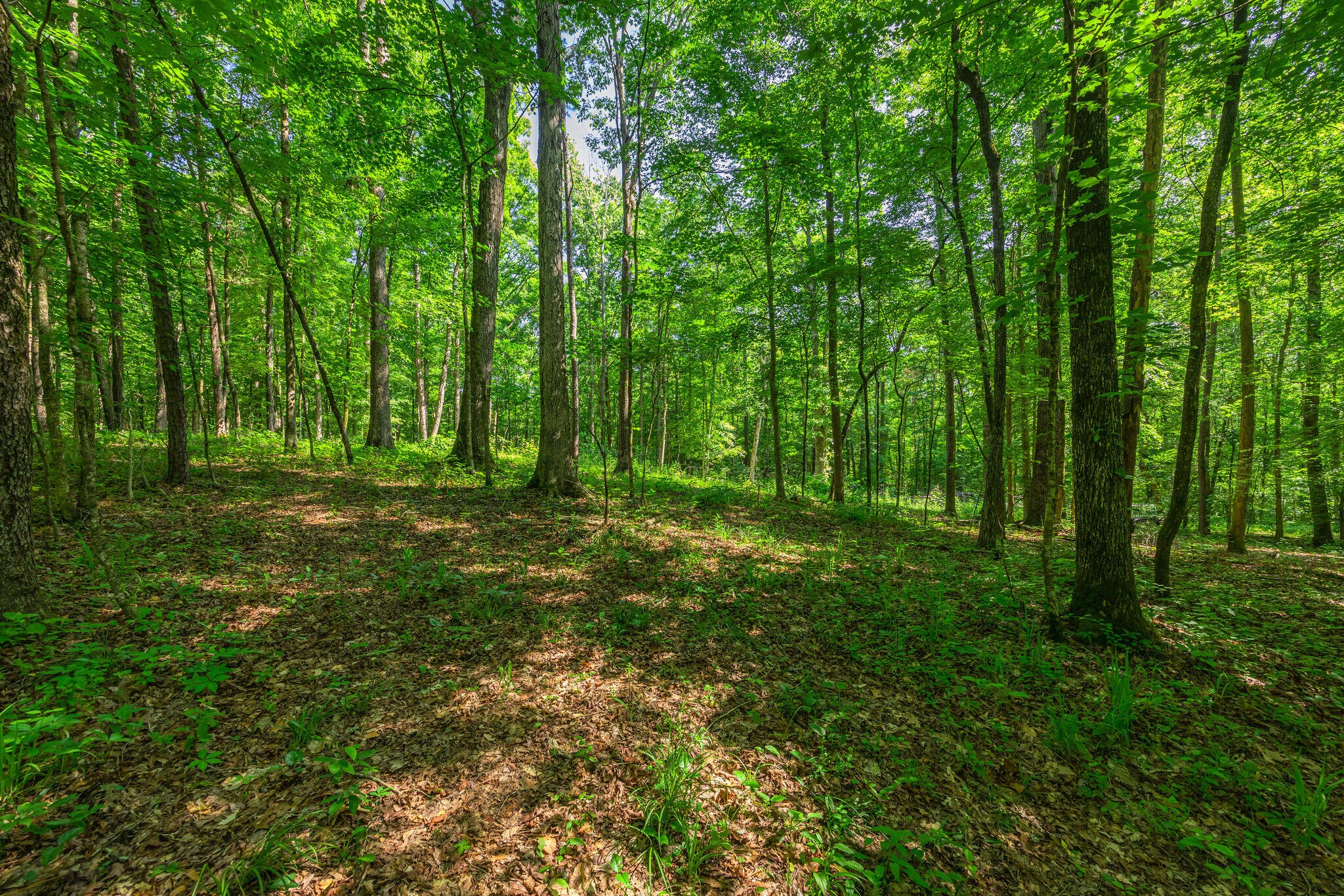 384 Harris Creek Road Southwest Cleveland, TN 37311 - Photo 10 of 19 Gallery Image 10