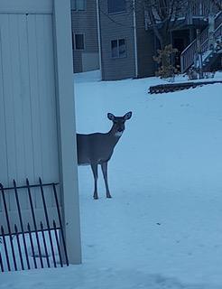 948 Southern Ridge Drive Southwest Rochester, MN 55902 - Photo 29 of 35