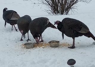 948 Southern Ridge Drive Southwest Rochester, MN 55902 - Photo 30 of 35