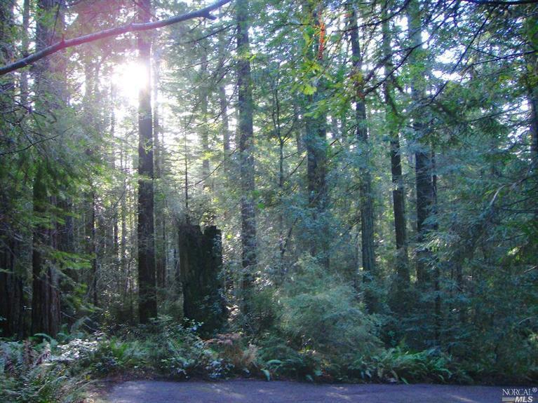 a view of forest