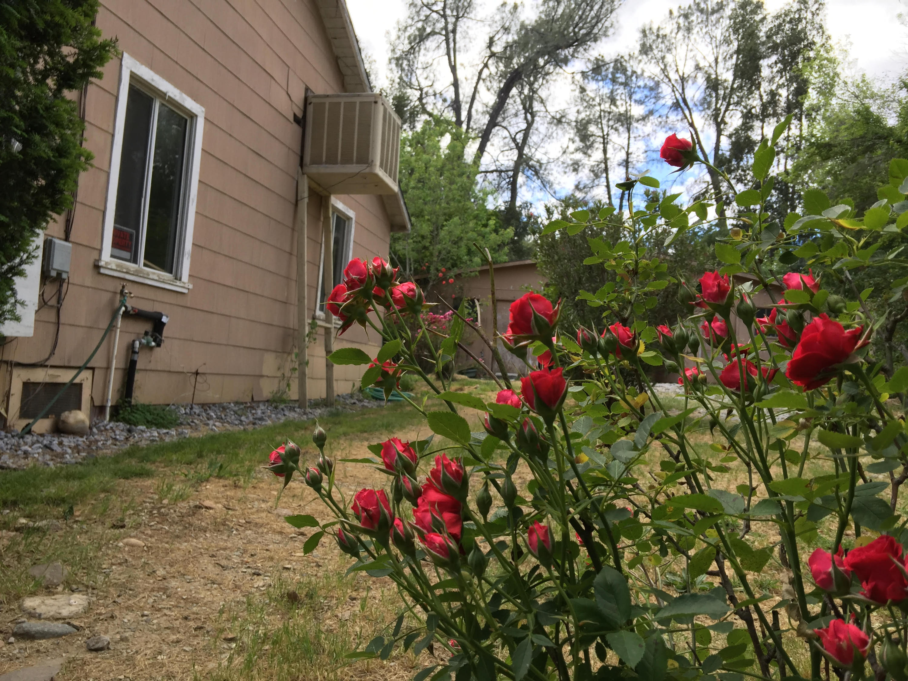 12548 Williamson Road Redding, CA 96003 - Photo 10 of 12 Side View of House with Roses