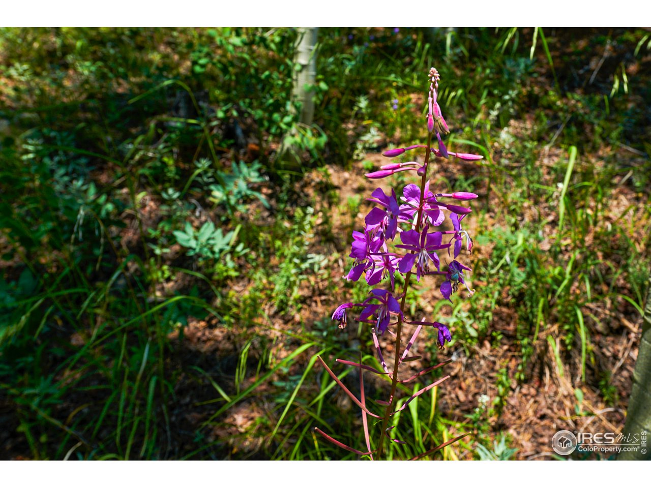 0 Gamble Gulch Road Black Hawk, CO 80422 - Photo 18 of 23 Gallery Image 18