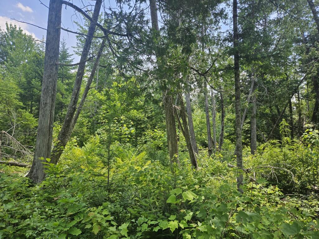 M5-l5 Call Road Milford, ME 04461 - Photo 12 of 51 20250706_130046