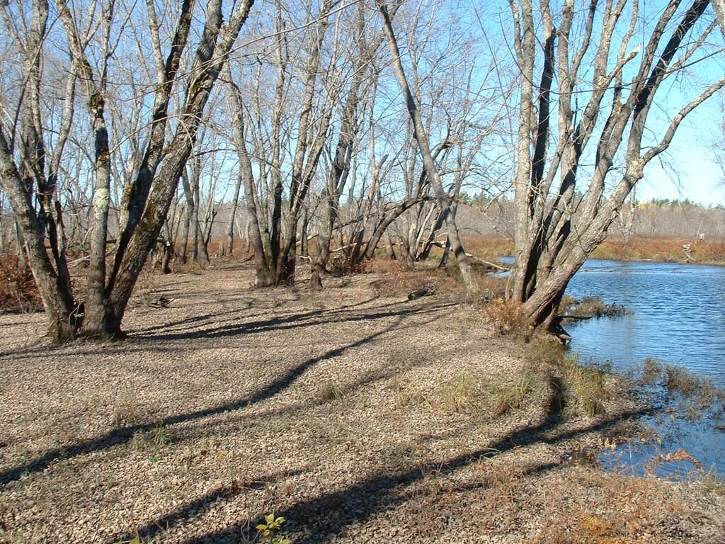 M5-l5 Call Road Milford, ME 04461 - Photo 2 of 51 Silver maple along Sunkhaze Stream