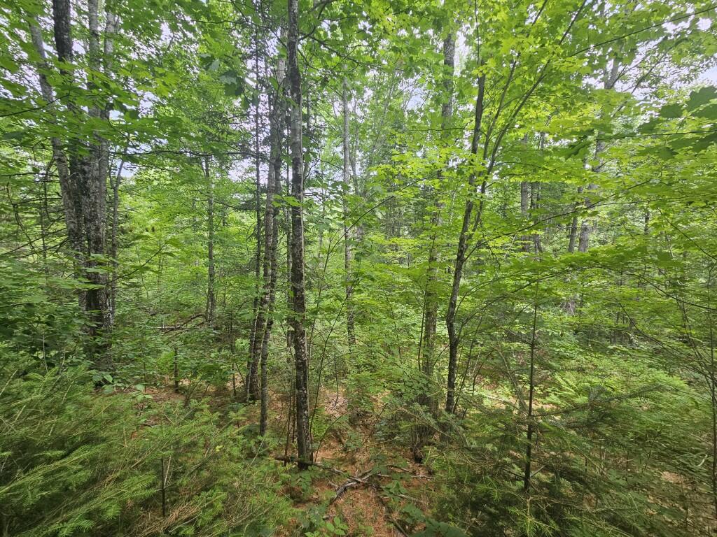 M5-l5 Call Road Milford, ME 04461 - Photo 36 of 51 20250706_121445