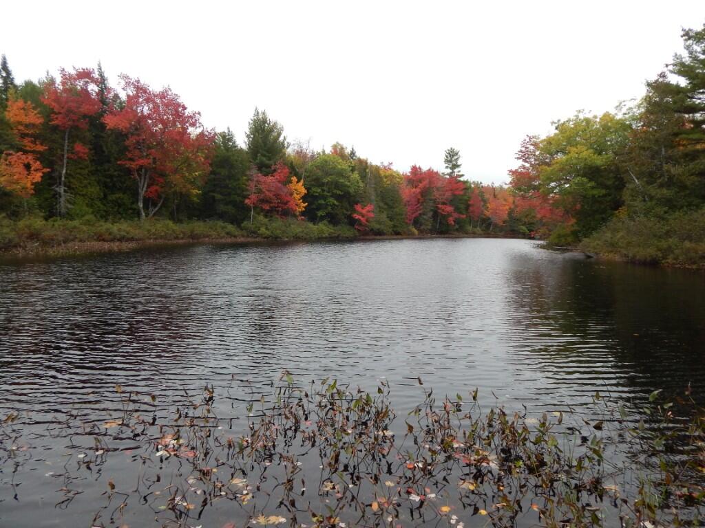 M5-l5 Call Road Milford, ME 04461 - Photo 6 of 51 Sherwood Pond - south frontage