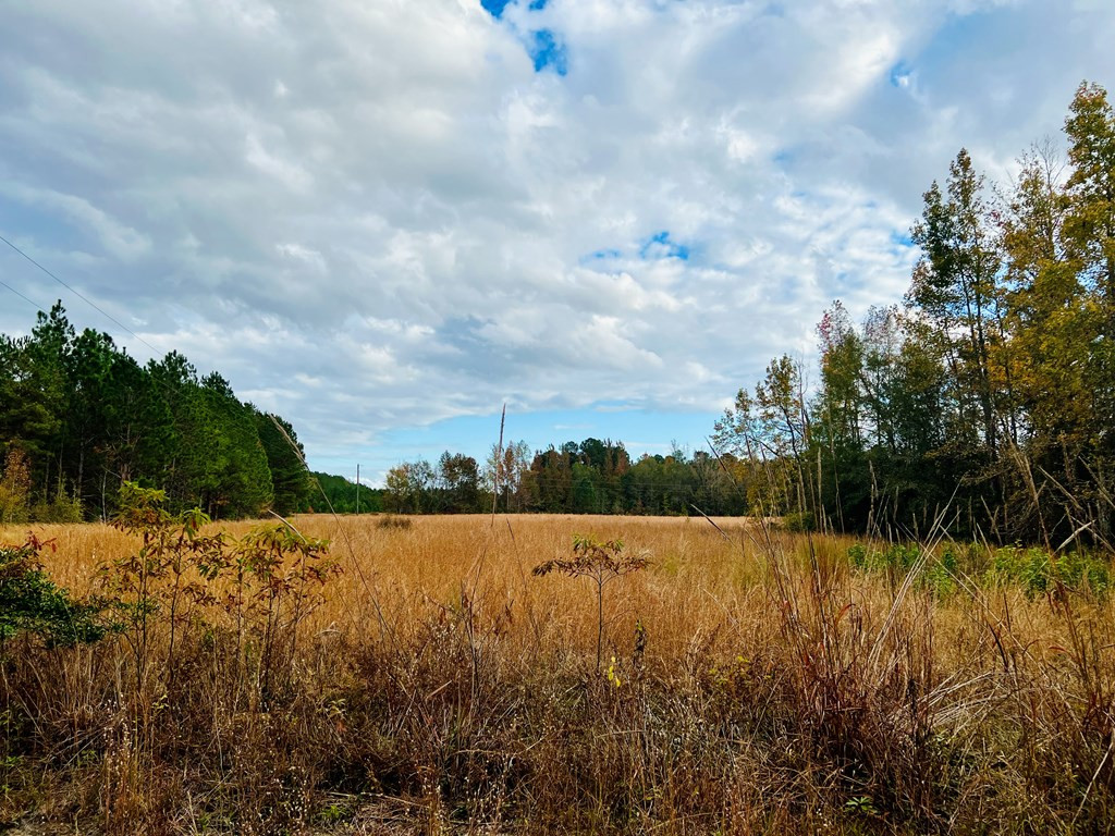 1565 Narrow Paved Road Lynchburg, SC 29080 - Photo 2 of 5 Gallery Image 2