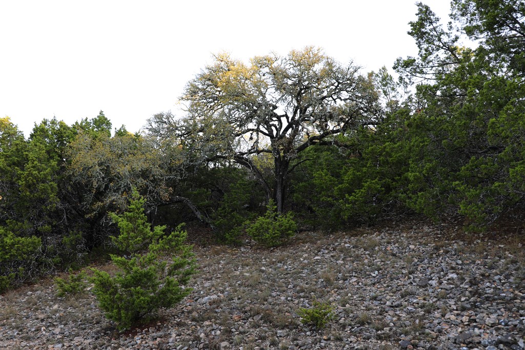 0 Signal Point, Unit 51 Fredericksburg, TX 78624 - Photo 10 of 16