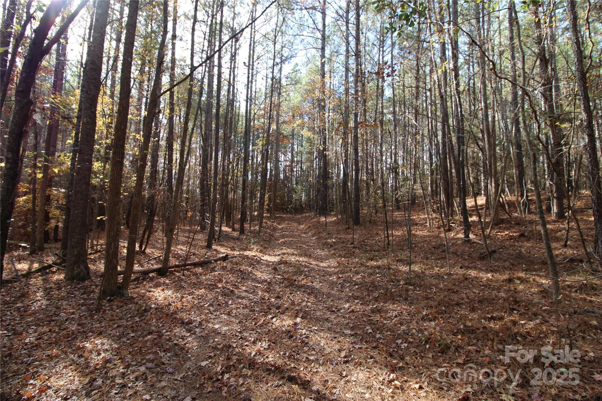 6-ac Bookout Road McConnells, SC 29726 - Photo 2 of 10 a view of outdoor space with lots of trees
