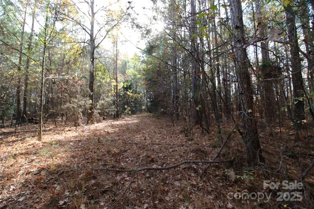 a view of a forest with trees