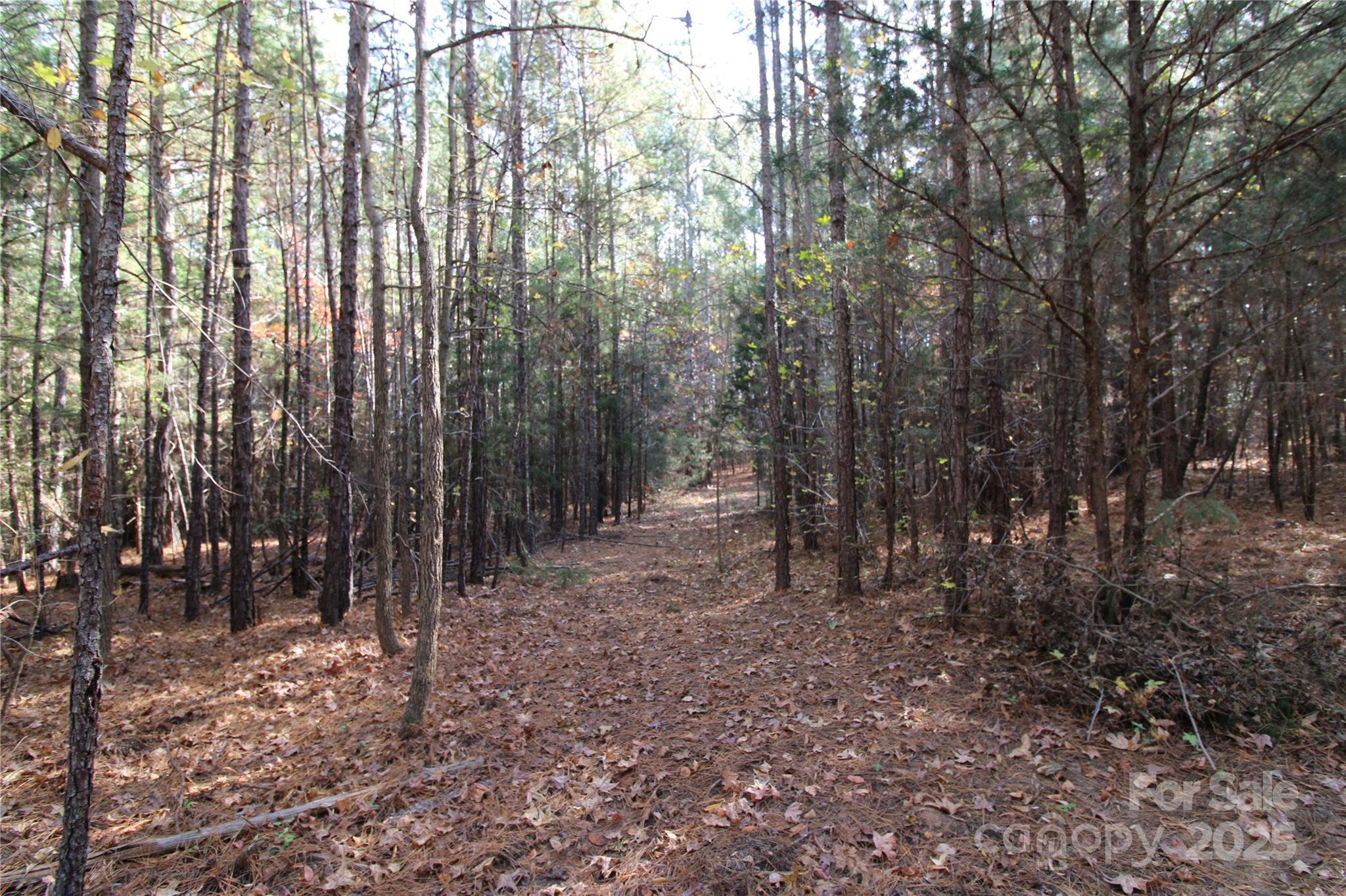 6-ac Bookout Road McConnells, SC 29726 - Photo 5 of 10 a view of a forest with trees in the background