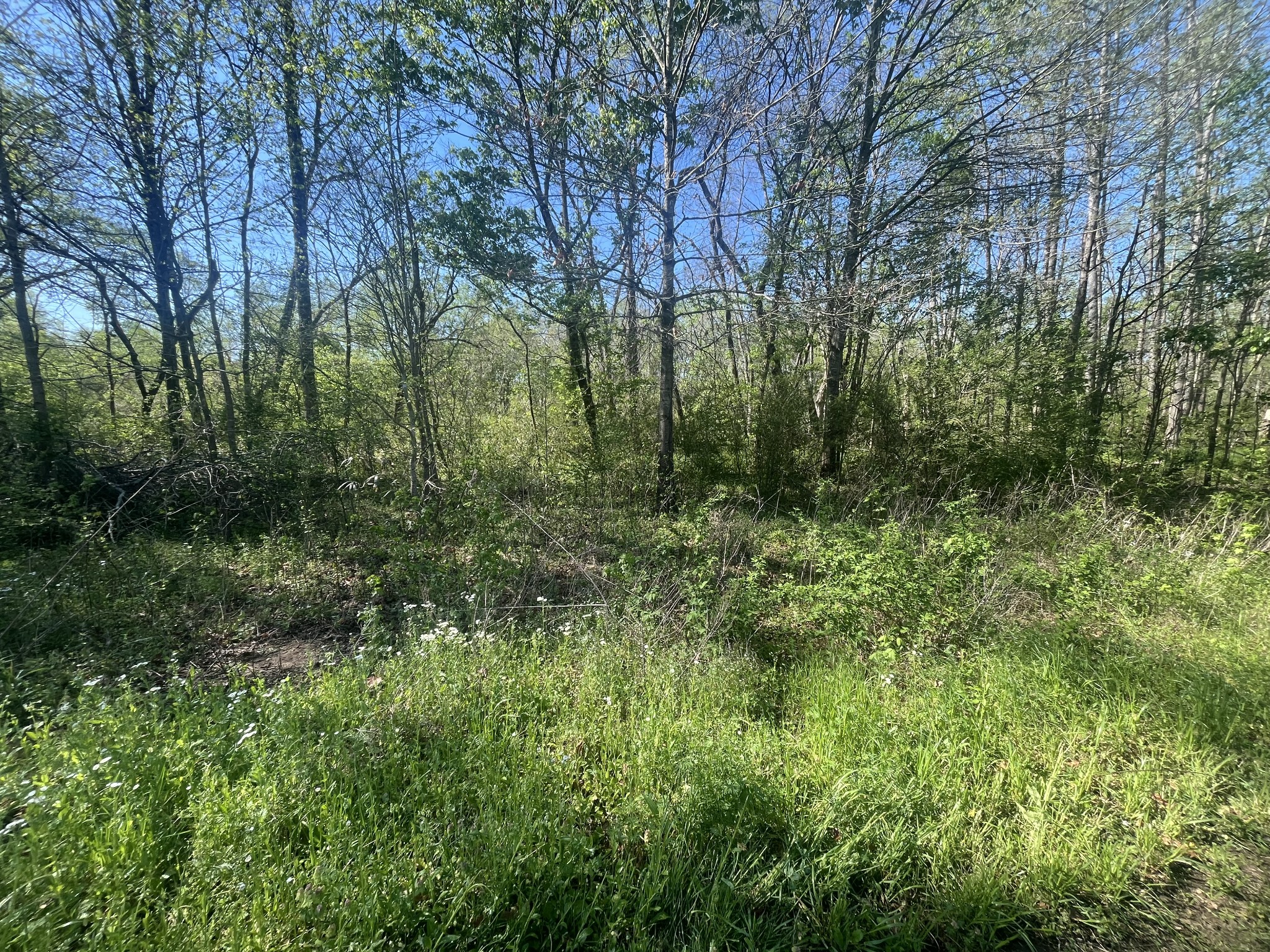 2131 Old Weatherford Creek Road Lutts, TN 38471 - Photo 47 of 64 a view of a lush green forest