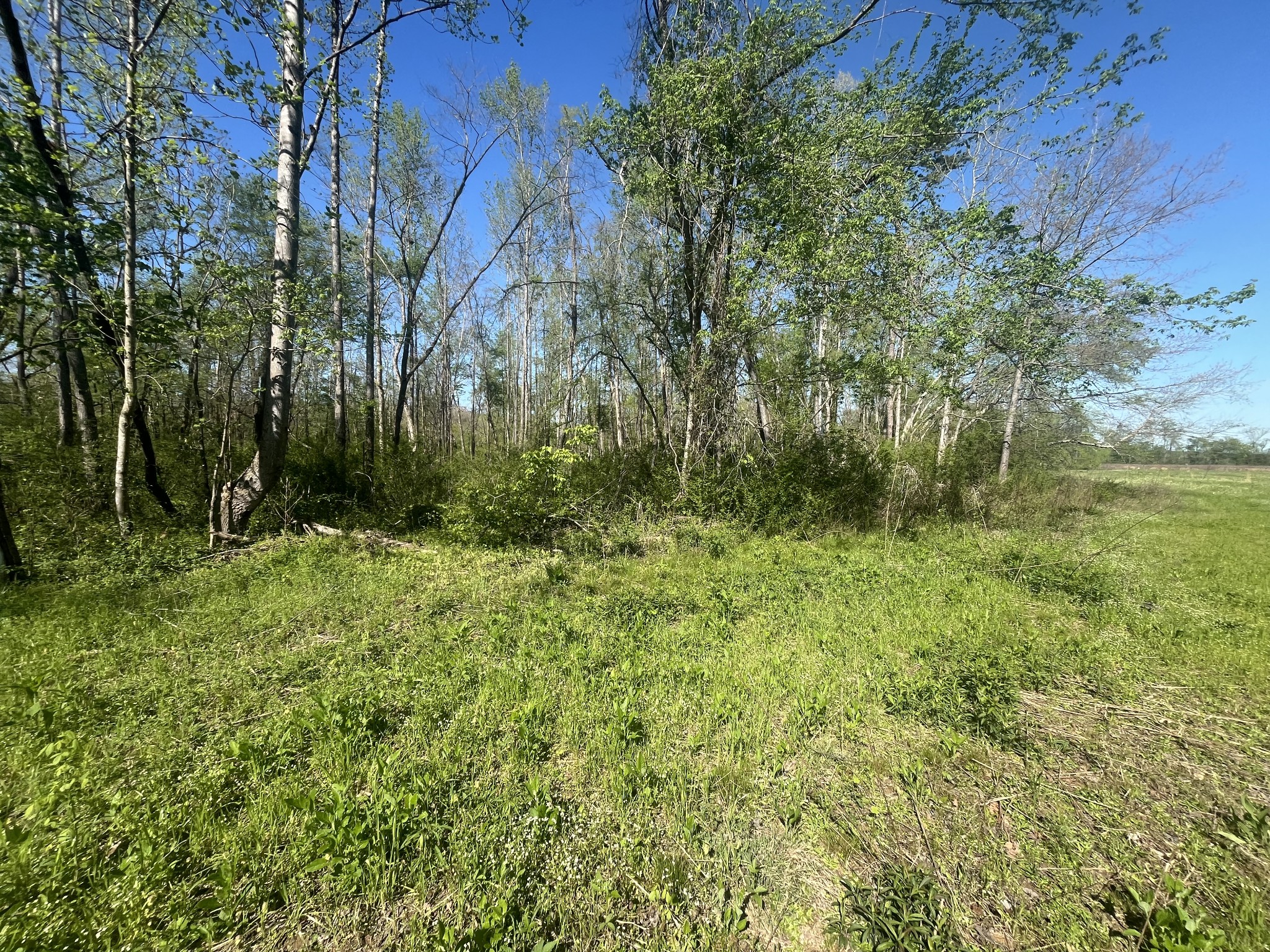 2131 Old Weatherford Creek Road Lutts, TN 38471 - Photo 49 of 64 a view of backyard with green space