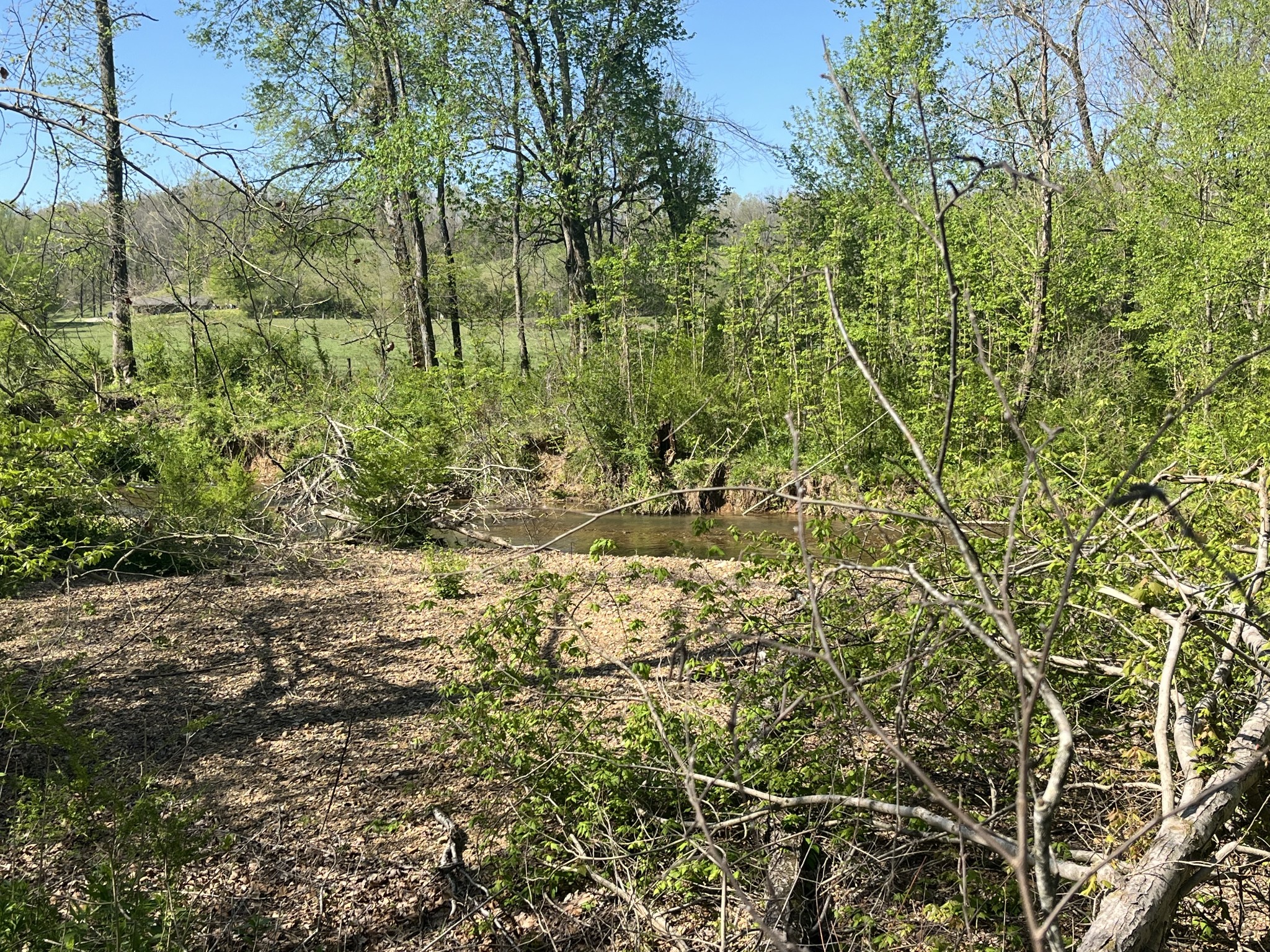 2131 Old Weatherford Creek Road Lutts, TN 38471 - Photo 60 of 64 a view of a yard with plants and large trees