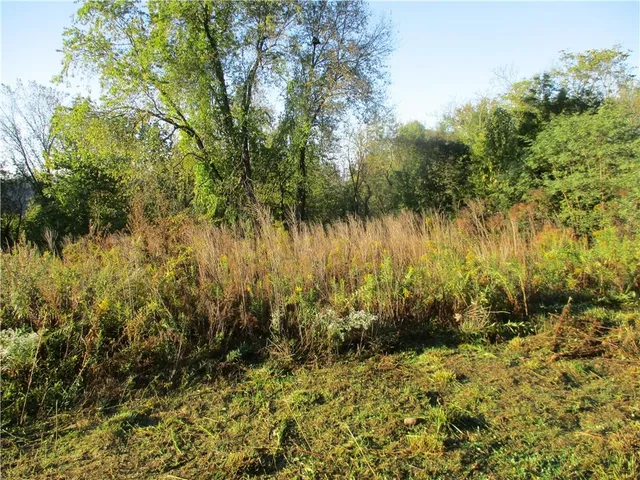 a view of a yard with a large trees