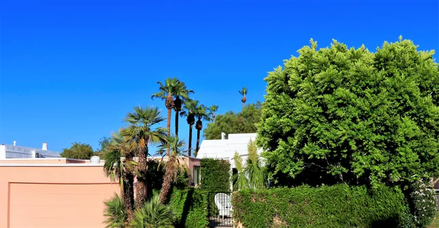 a view of a tennis ground with large trees