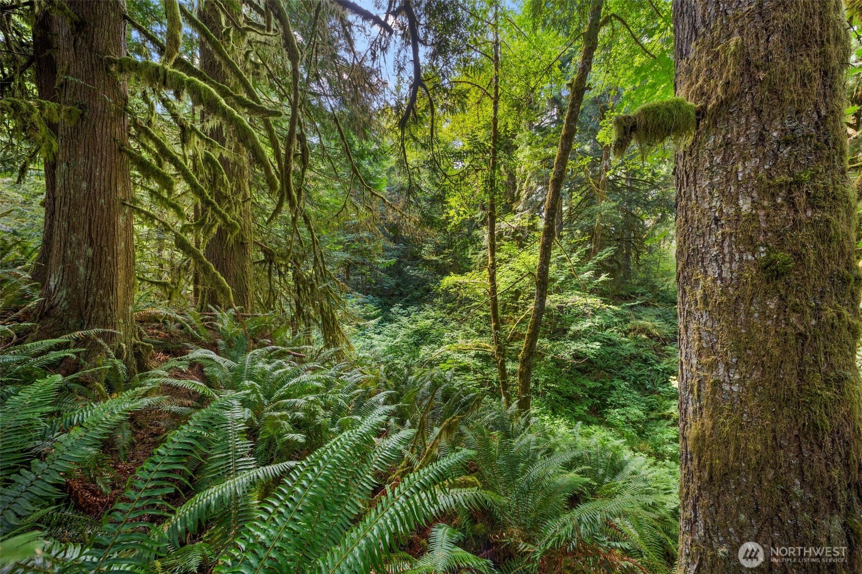 3211 West Little Egypt Road Shelton, WA 98584 - Photo 12 of 40 a view of a forest