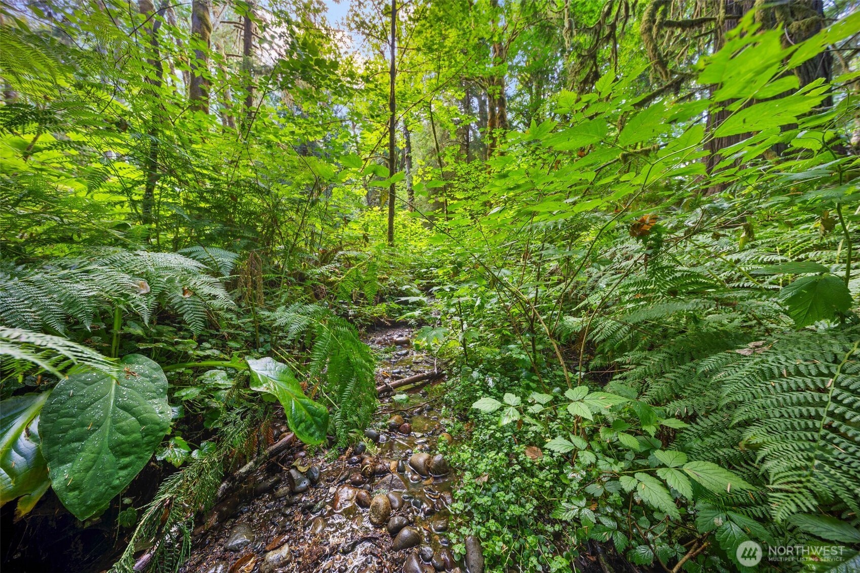3211 West Little Egypt Road Shelton, WA 98584 - Photo 14 of 40 a view of a lush green forest
