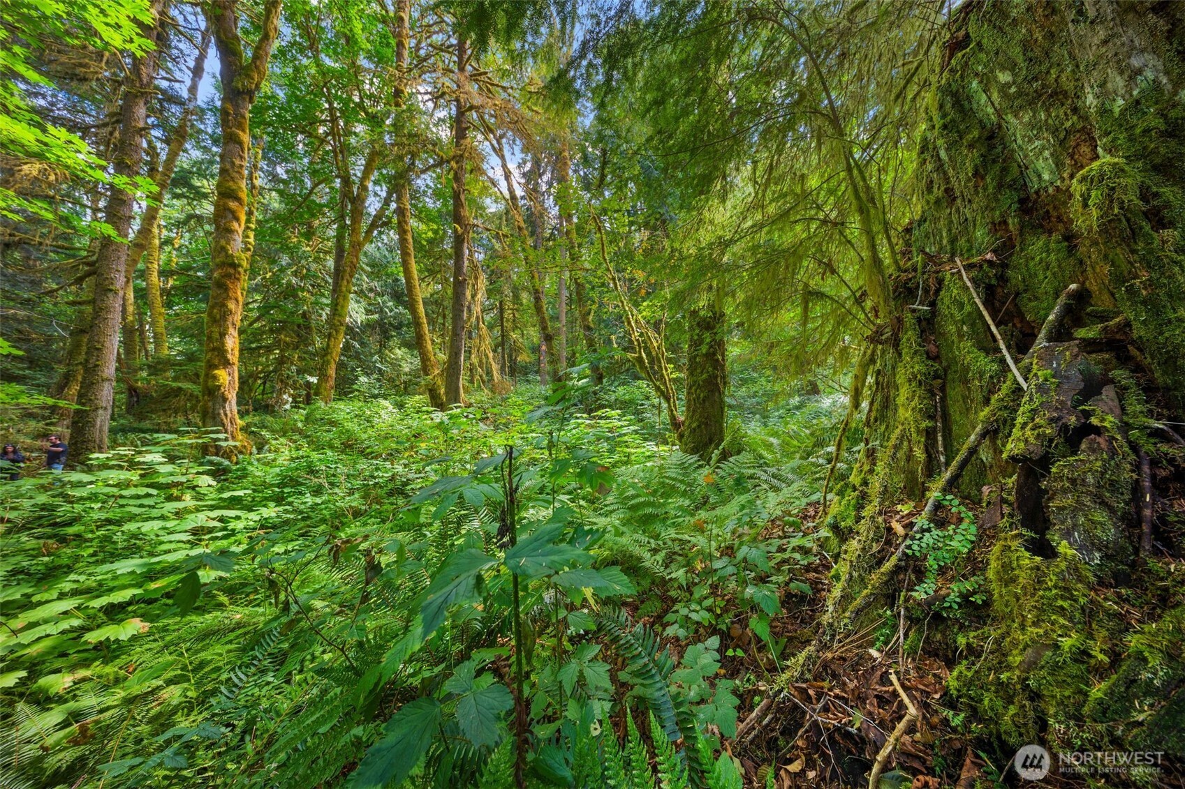 3211 West Little Egypt Road Shelton, WA 98584 - Photo 17 of 40 a view of a lush green forest