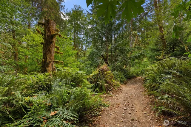 a view of a forest with large trees