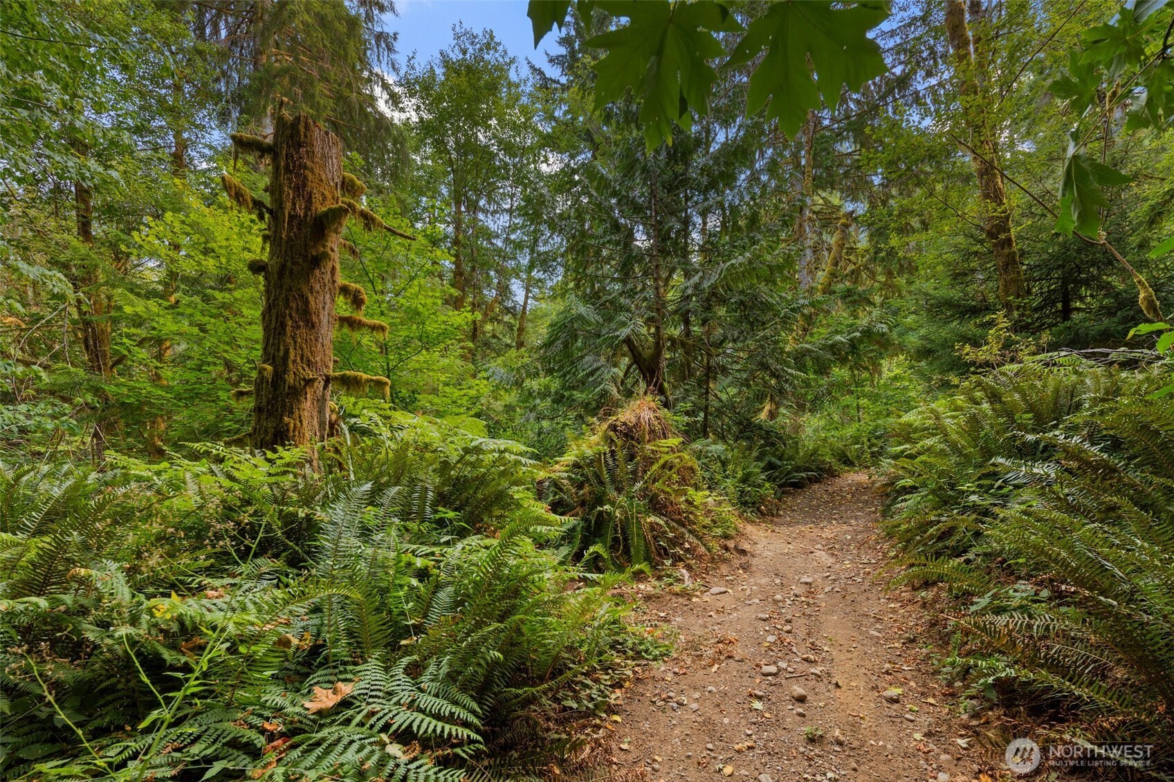 3211 West Little Egypt Road Shelton, WA 98584 - Photo 19 of 40 a view of a forest with large trees