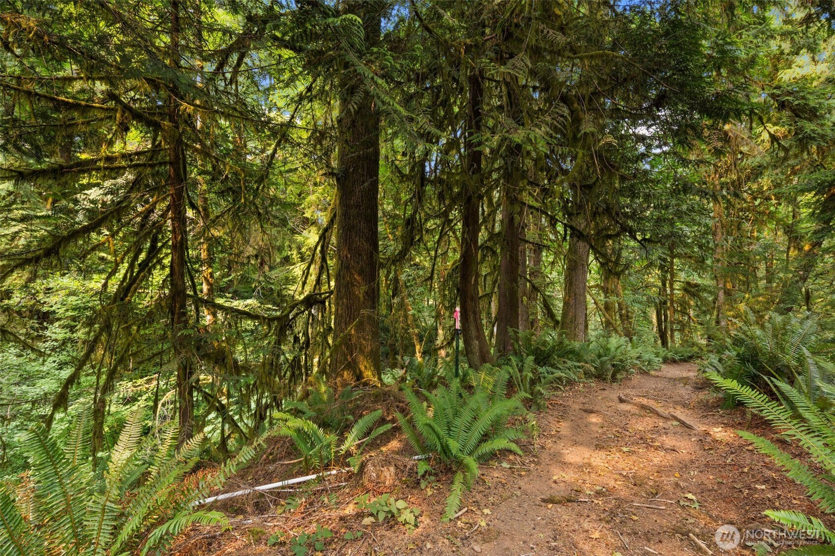 3211 West Little Egypt Road Shelton, WA 98584 - Photo 21 of 40 a backyard of a house with lots of trees
