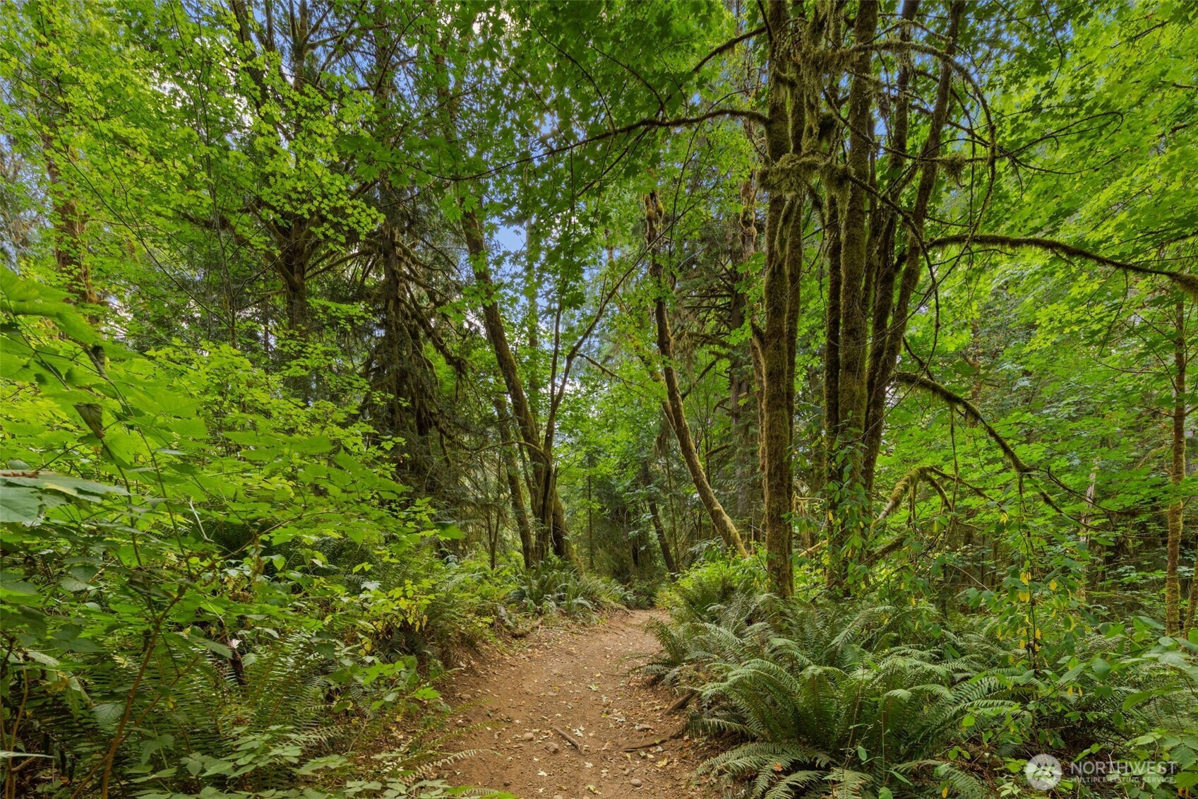3211 West Little Egypt Road Shelton, WA 98584 - Photo 25 of 40 a view of a yard