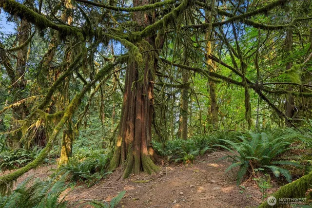 a backyard of a house with lots of green space
