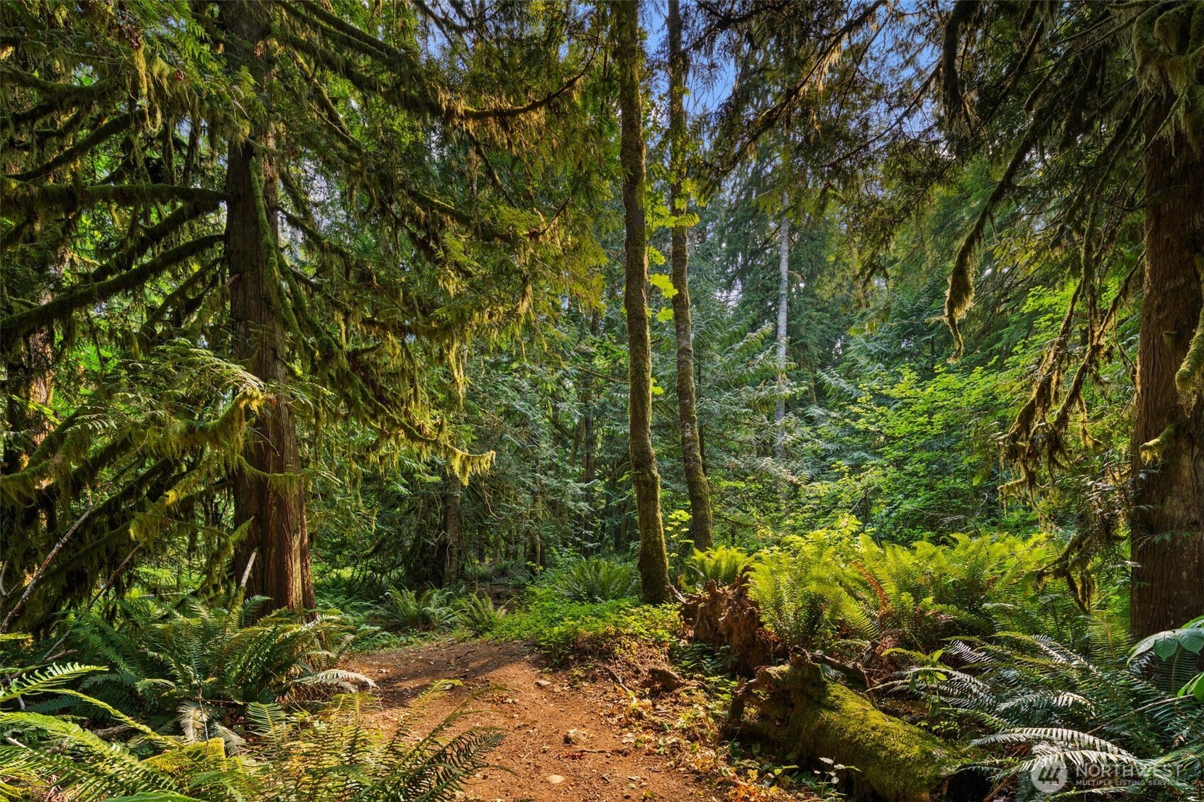 3211 West Little Egypt Road Shelton, WA 98584 - Photo 28 of 40 a view of a forest with trees