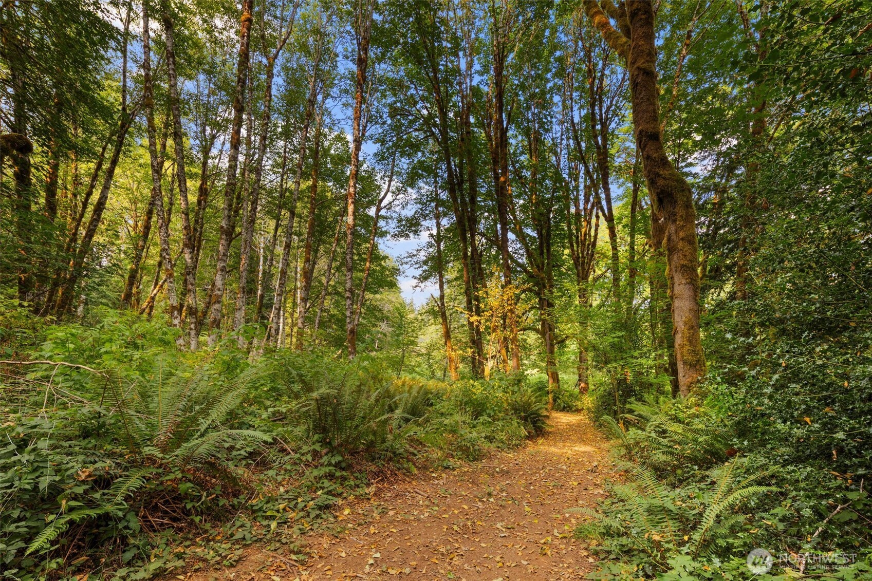 3211 West Little Egypt Road Shelton, WA 98584 - Photo 30 of 40 a view of a yard