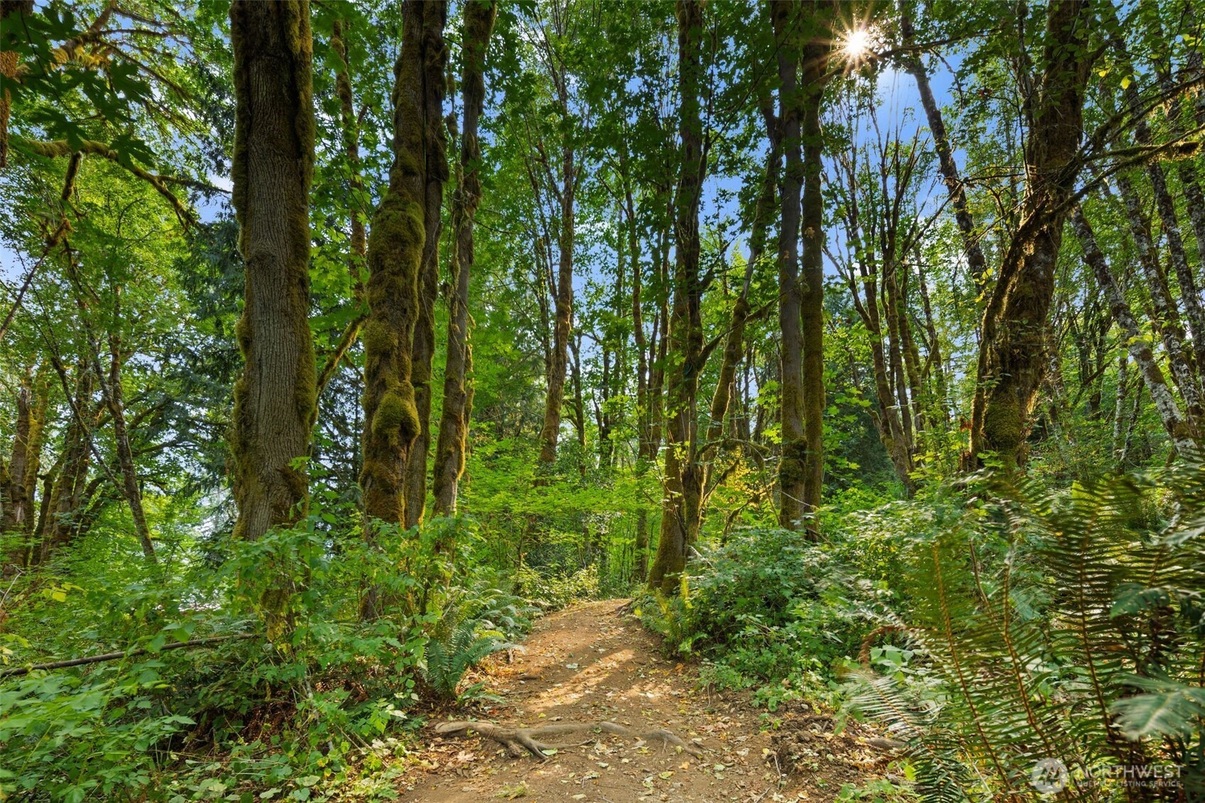 3211 West Little Egypt Road Shelton, WA 98584 - Photo 35 of 40 a backyard of a house with lots of green space