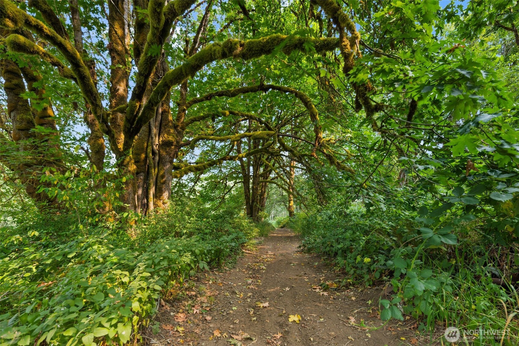 3211 West Little Egypt Road Shelton, WA 98584 - Photo 36 of 40 a backyard of a house with lots of plants