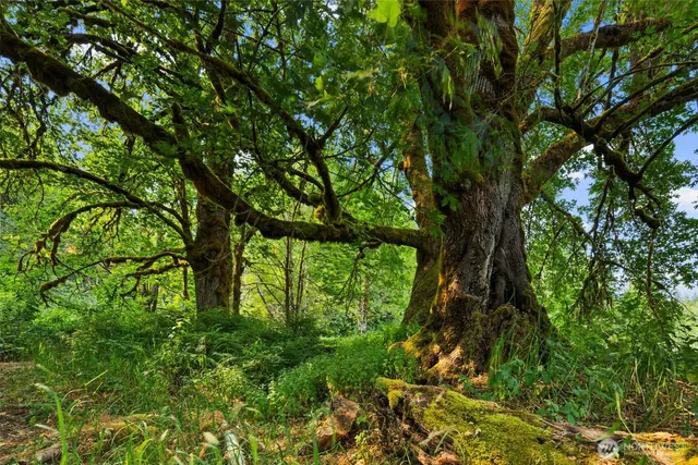 a backyard of a house with lots of green space