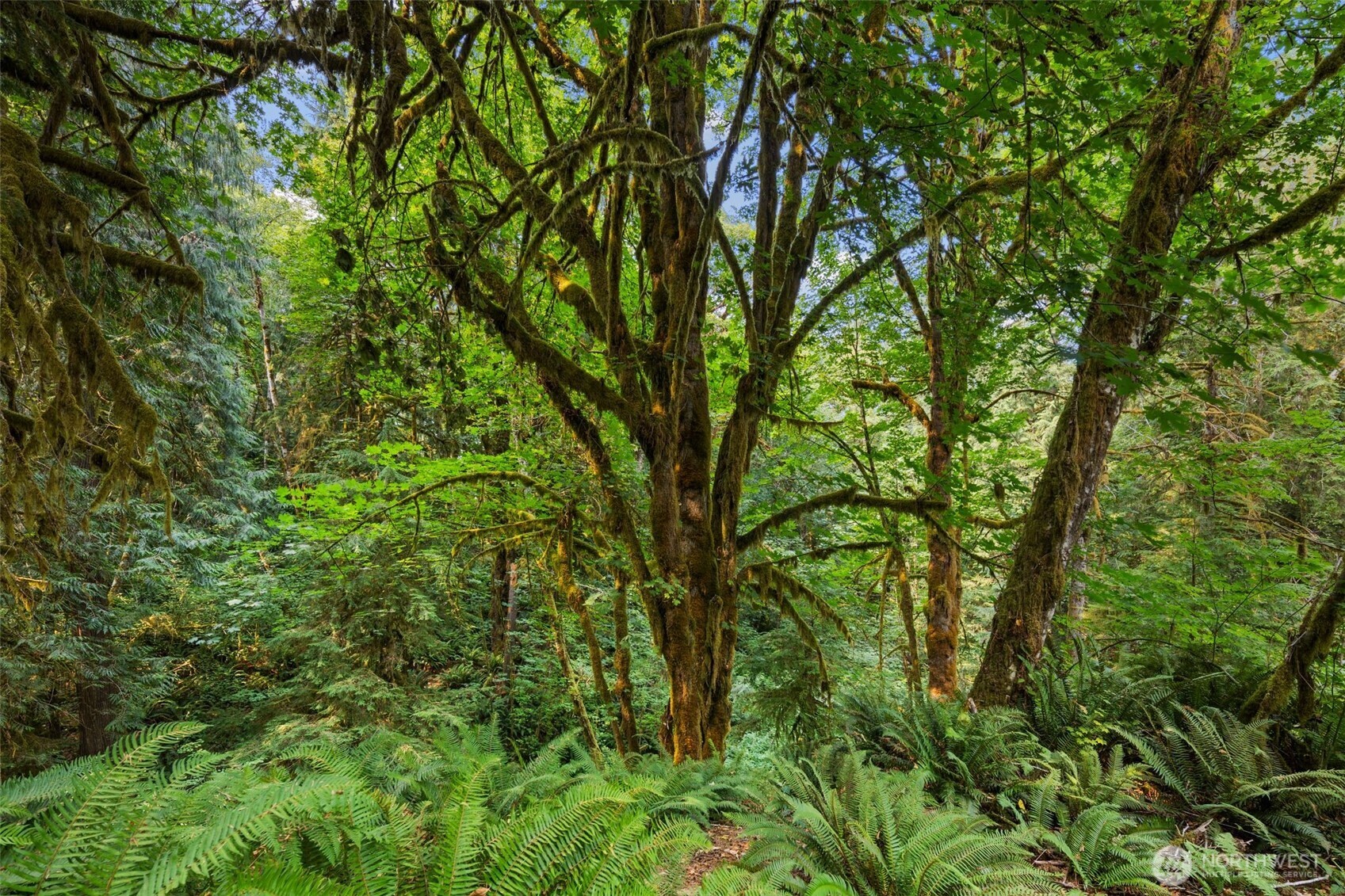 3211 West Little Egypt Road Shelton, WA 98584 - Photo 4 of 40 a view of a yard