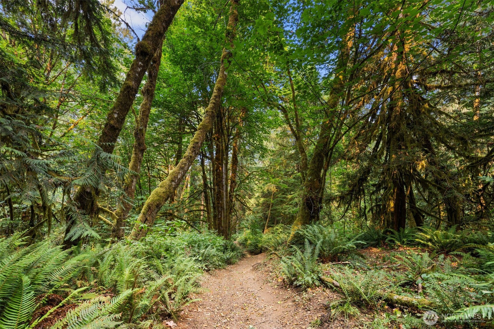 3211 West Little Egypt Road Shelton, WA 98584 - Photo 7 of 40 a view of a forest